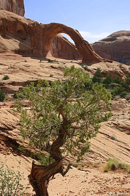 Corona Arch